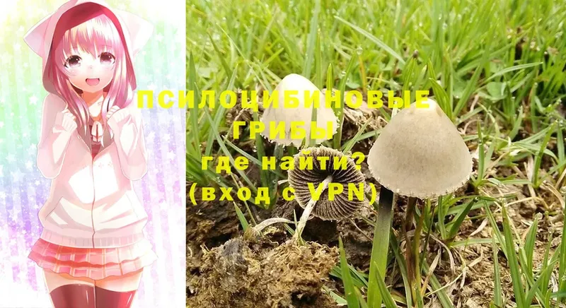 Псилоцибиновые грибы Psilocybine cubensis  Курчалой 